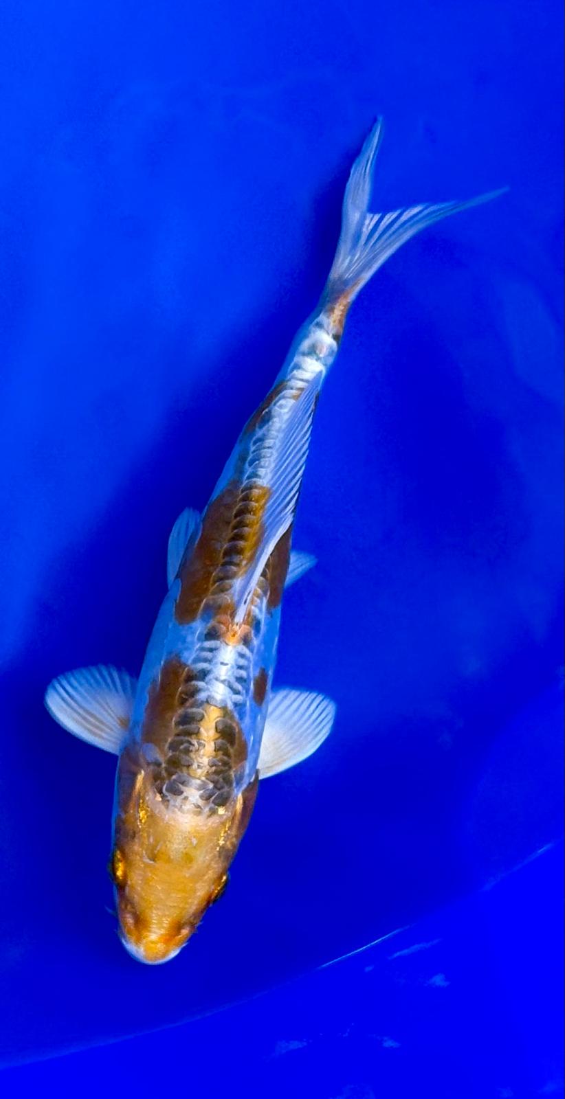 Ki Kikokuryu 20cm