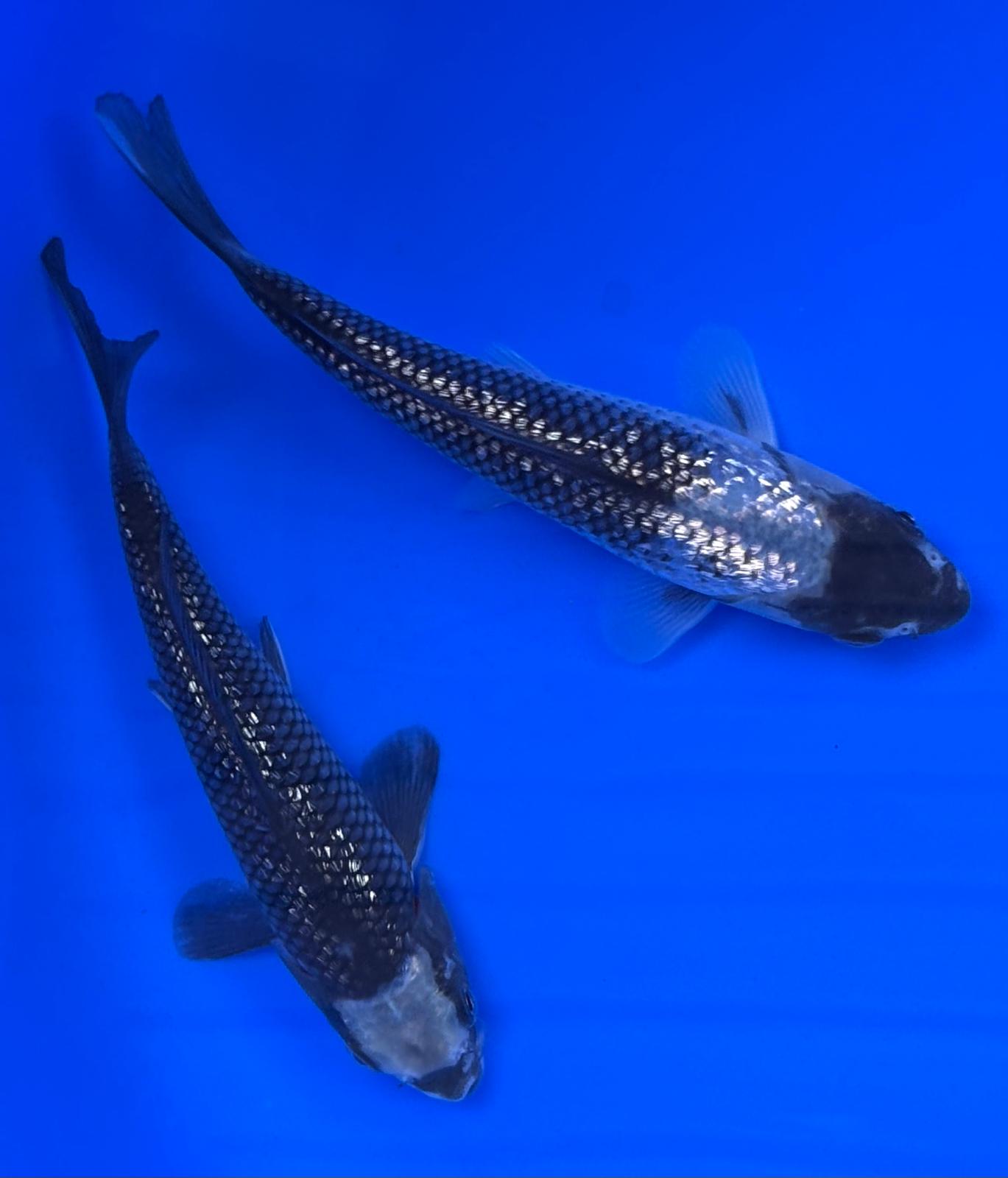 Black Diamonds 16 - 21cm