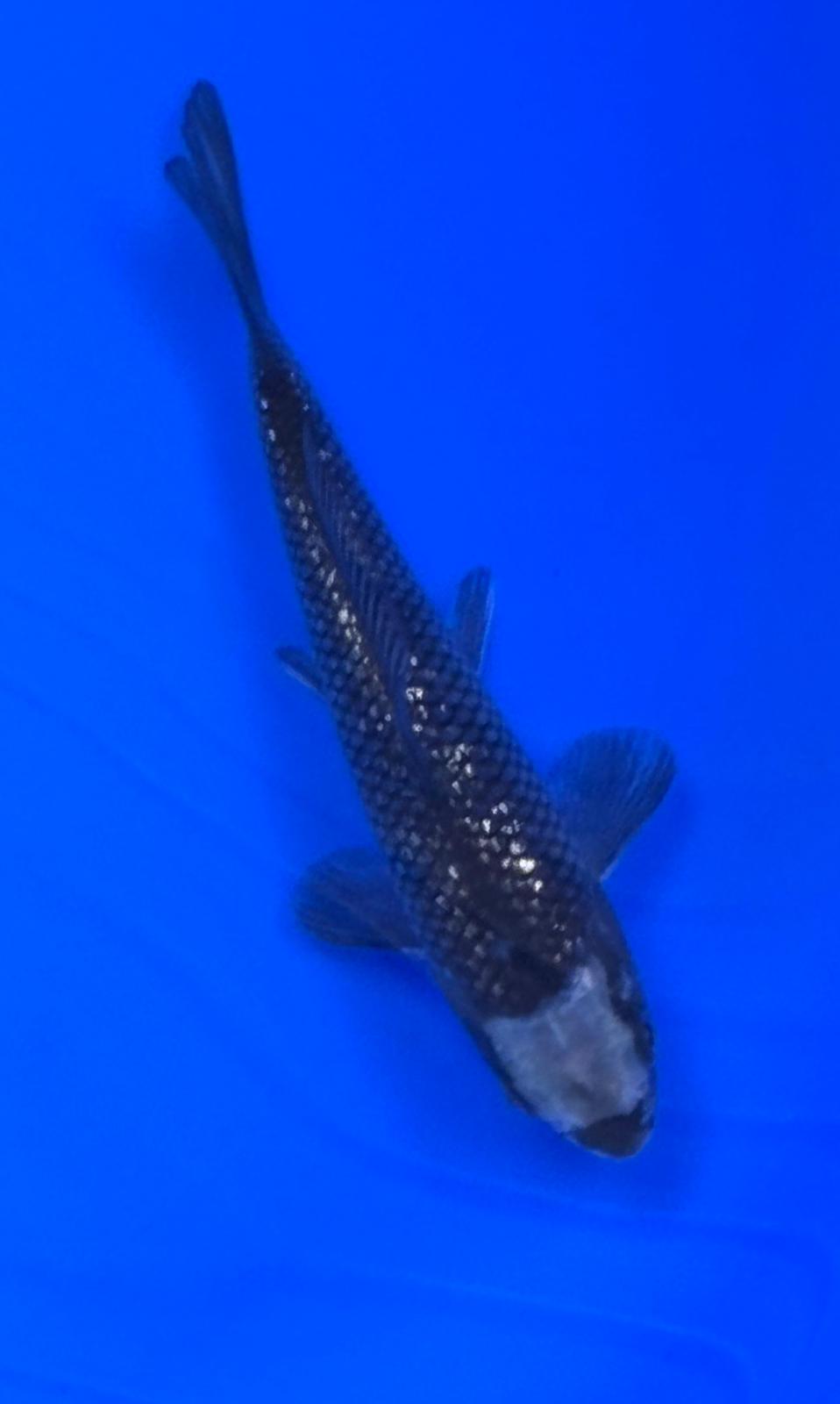 Black Diamonds 16 - 21cm