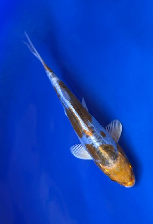 Ki Kikokuryu 20cm