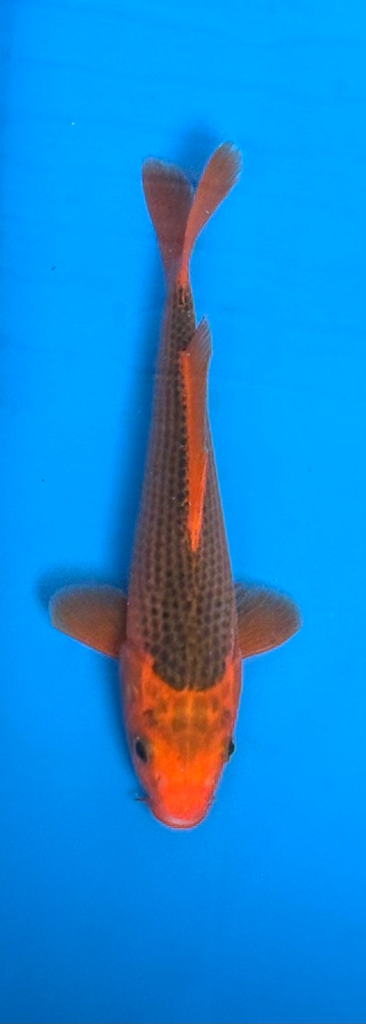 Aka Matsuba (Tosai) - 23cm