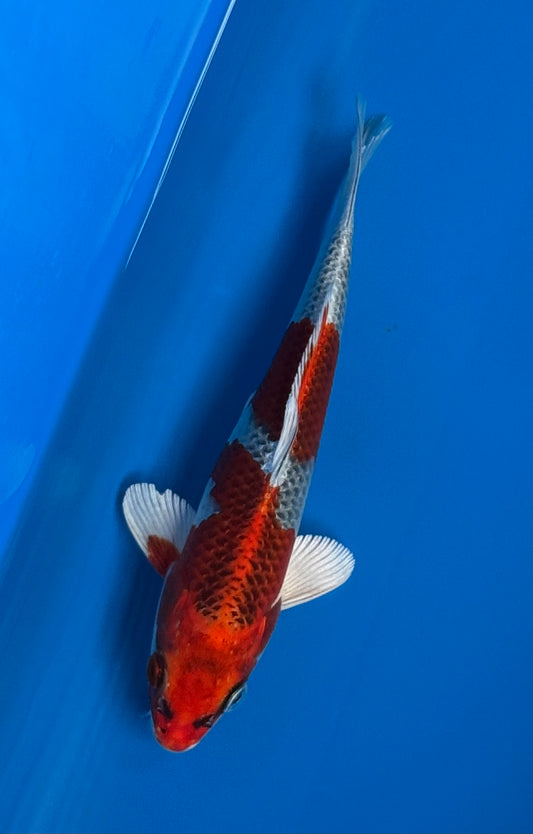 Red Kujaku 21cm - HQ (tosai)