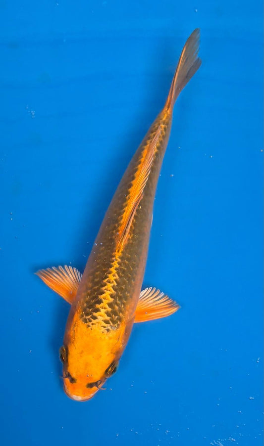 Kin Matsuba (19cm) Tosai