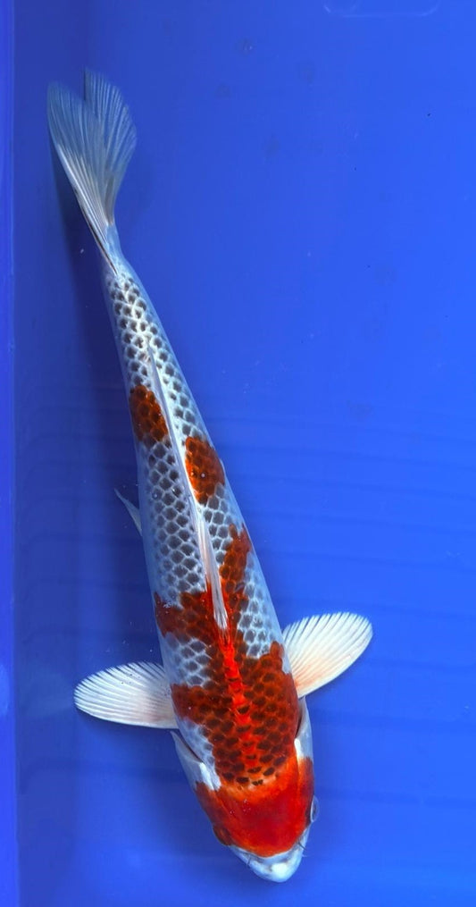 HQ Kujaku (Nisai) 30cm