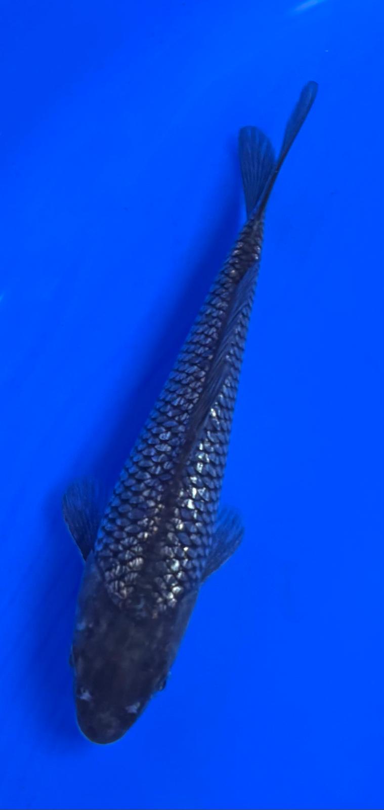 Black Diamonds 16 - 21cm