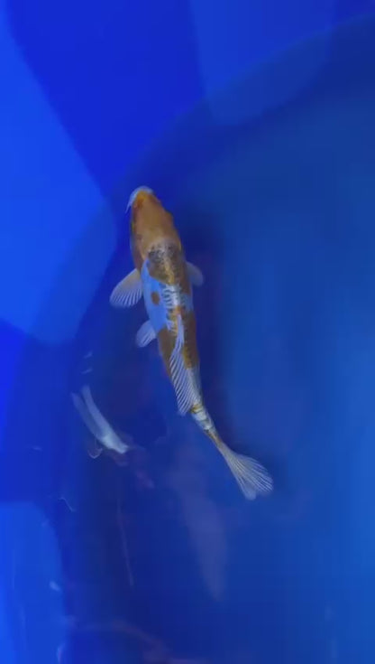 Ki Kikokuryu 20cm