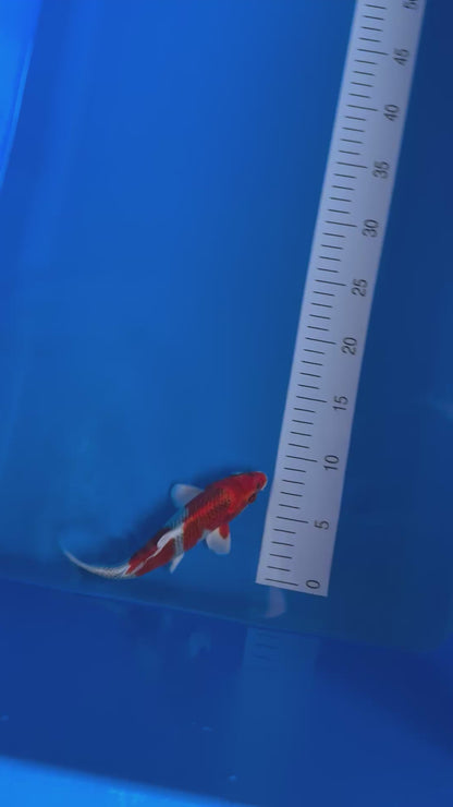 Red Kujaku 21cm - HQ (tosai)