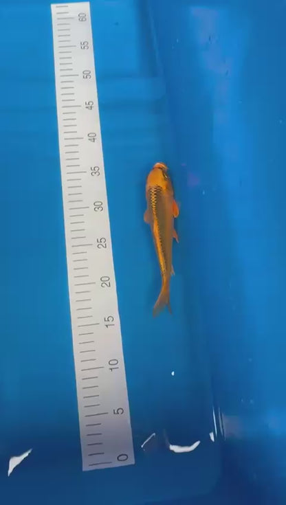 Kin Matsuba (19cm) Tosai
